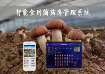  智能食用菌菇房管理系統(tǒng)，物聯(lián)網(wǎng)方案應(yīng)用，打造菌菇種植工廠