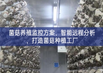 「智慧養(yǎng)殖」菌菇養(yǎng)殖監(jiān)控方案，智能遠(yuǎn)程分析，打造菌菇種植工廠(chǎng)